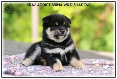 Les chiots de Shiba