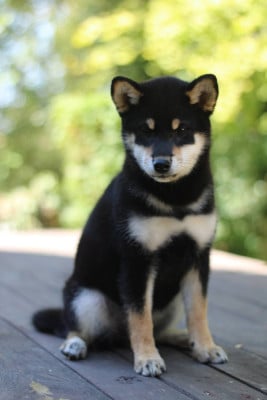 Les chiots de Shiba
