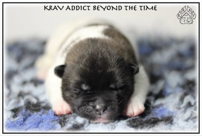 Les chiots de Akita americain