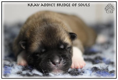 Les chiots de Akita americain