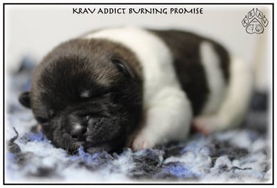 Les chiots de Akita americain
