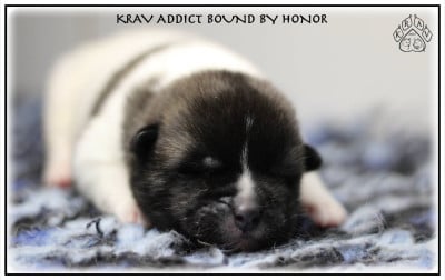 Les chiots de Akita americain