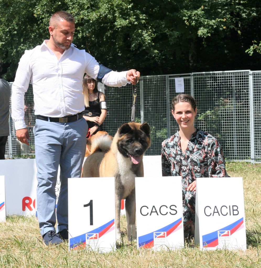 CH. Krav Addict Sunset on the beach - 1er excellent - CACS - CACIB - CHAMPIONNE DE FRANCE