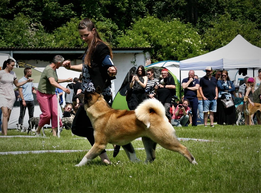 CH. Krav Addict Sunset on the beach - 1er Excellent - CACS - BOS