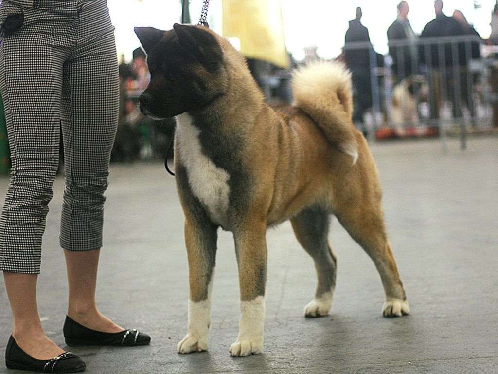 CH. Krav Addict Sunset on the beach - 1er Excellent - CACS - BOS