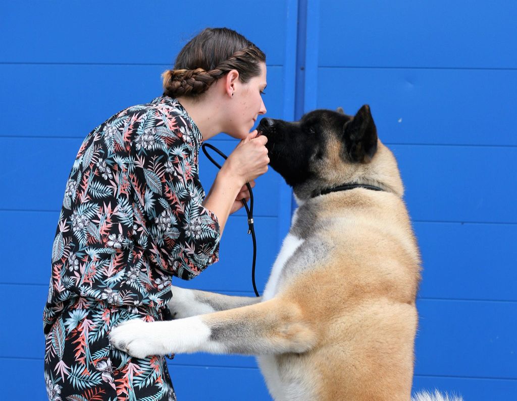 CH. Krav Addict Sunset on the beach - 1er excellent - RCACIB (classe champion)