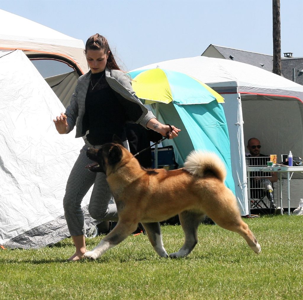 CH. Krav Addict Sunset on the beach - 1er Excellent - CACS - BOB