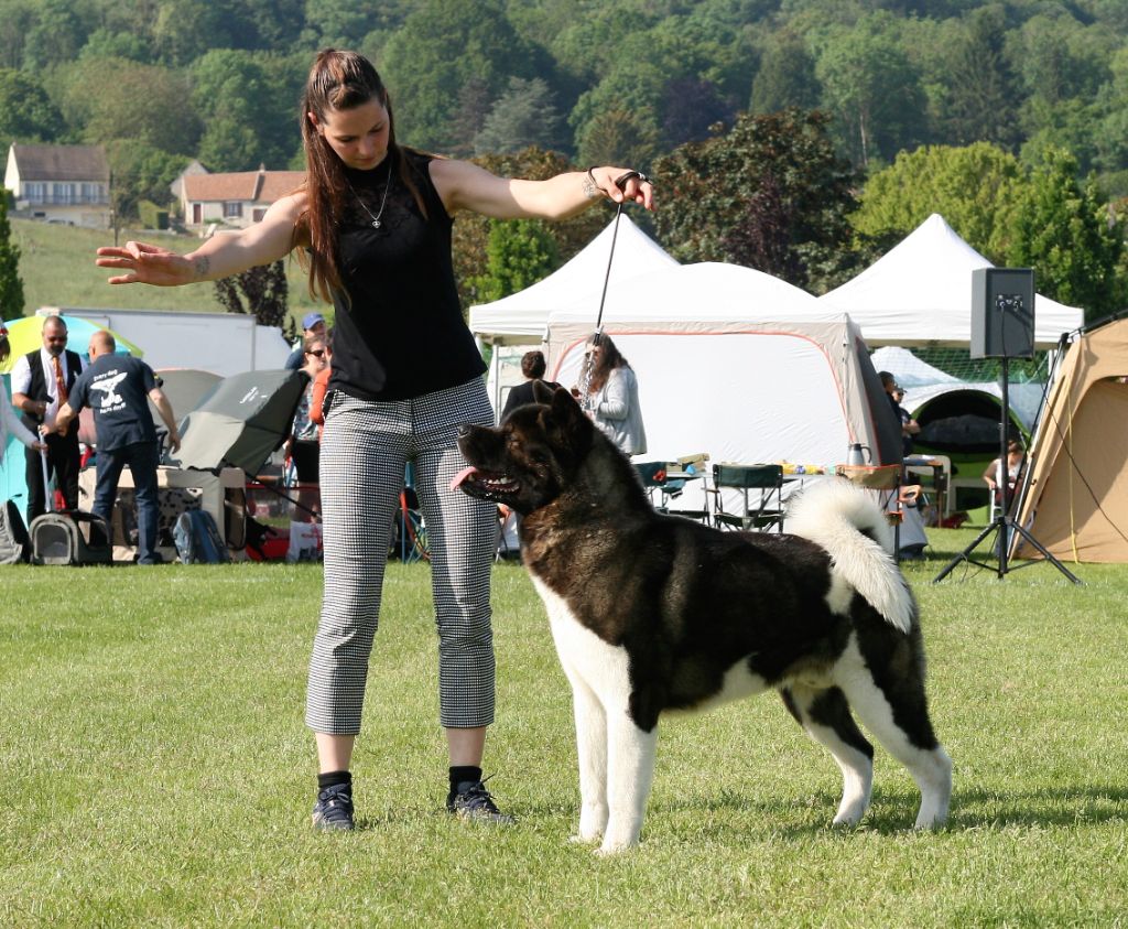 Krav Addict Shey-ko - 1er Excellent - CACS - BOB - BOG