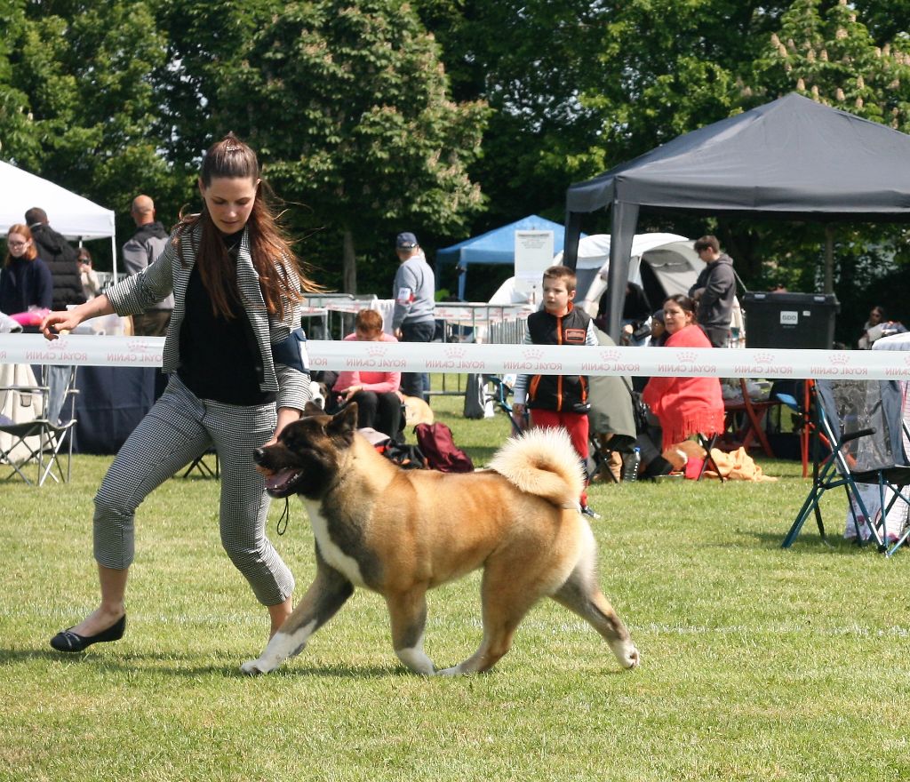 CH. Krav Addict Sunset on the beach - 1er excellent - CACS - BOS