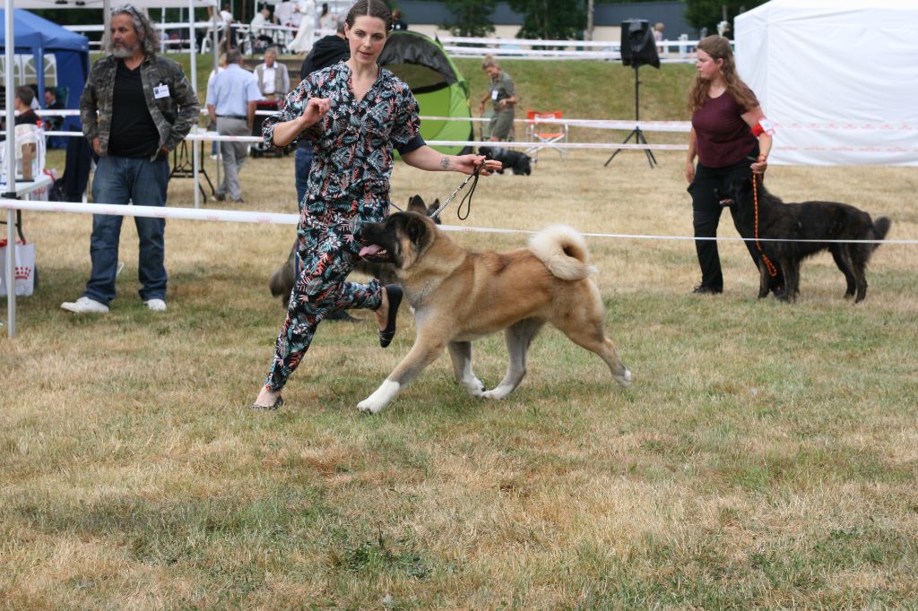CH. Krav Addict Sunset on the beach - 1er Excellent - BOS (classe champion)