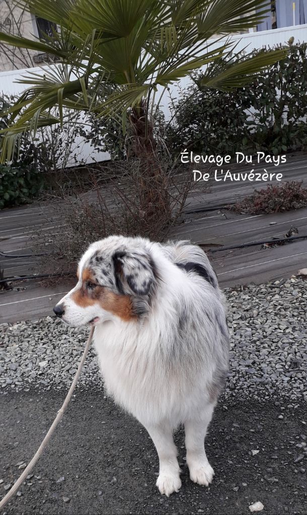 Publication : du Pays de l'Auvézère