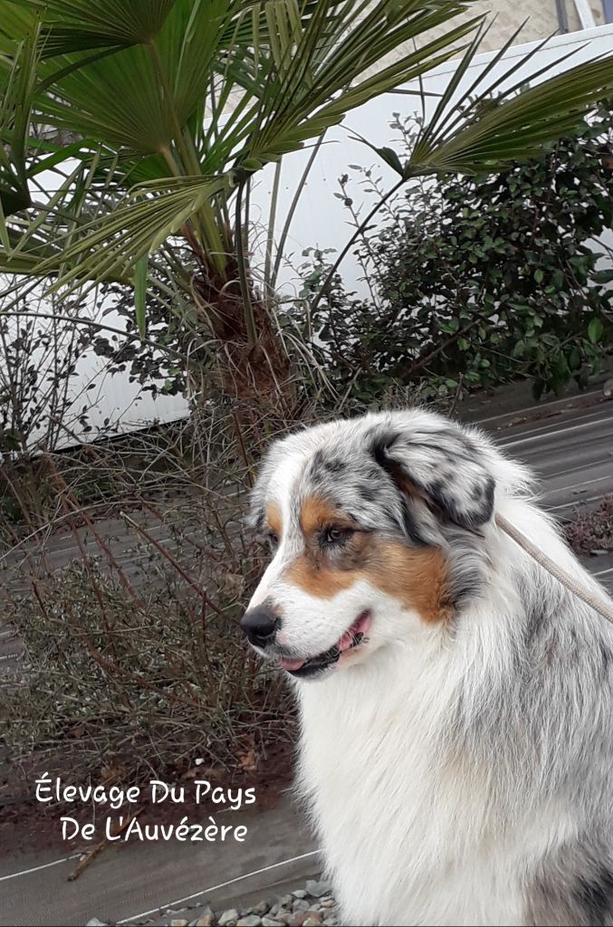 Publication : du Pays de l'Auvézère