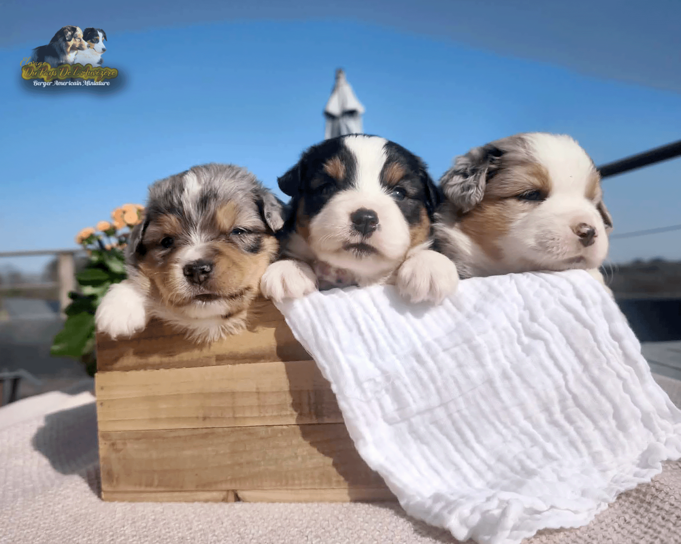 Chiot Berger Américain Miniature