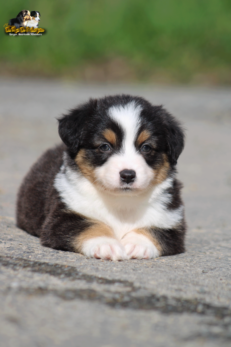 Black Panther Heroe Du Pays De L'Auvézère