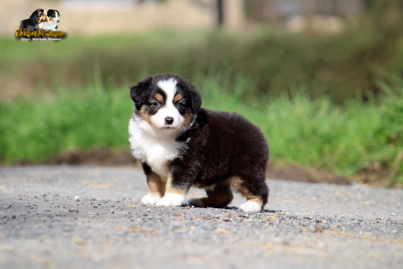 Black Panther Heroe Du Pays De L'Auvézère