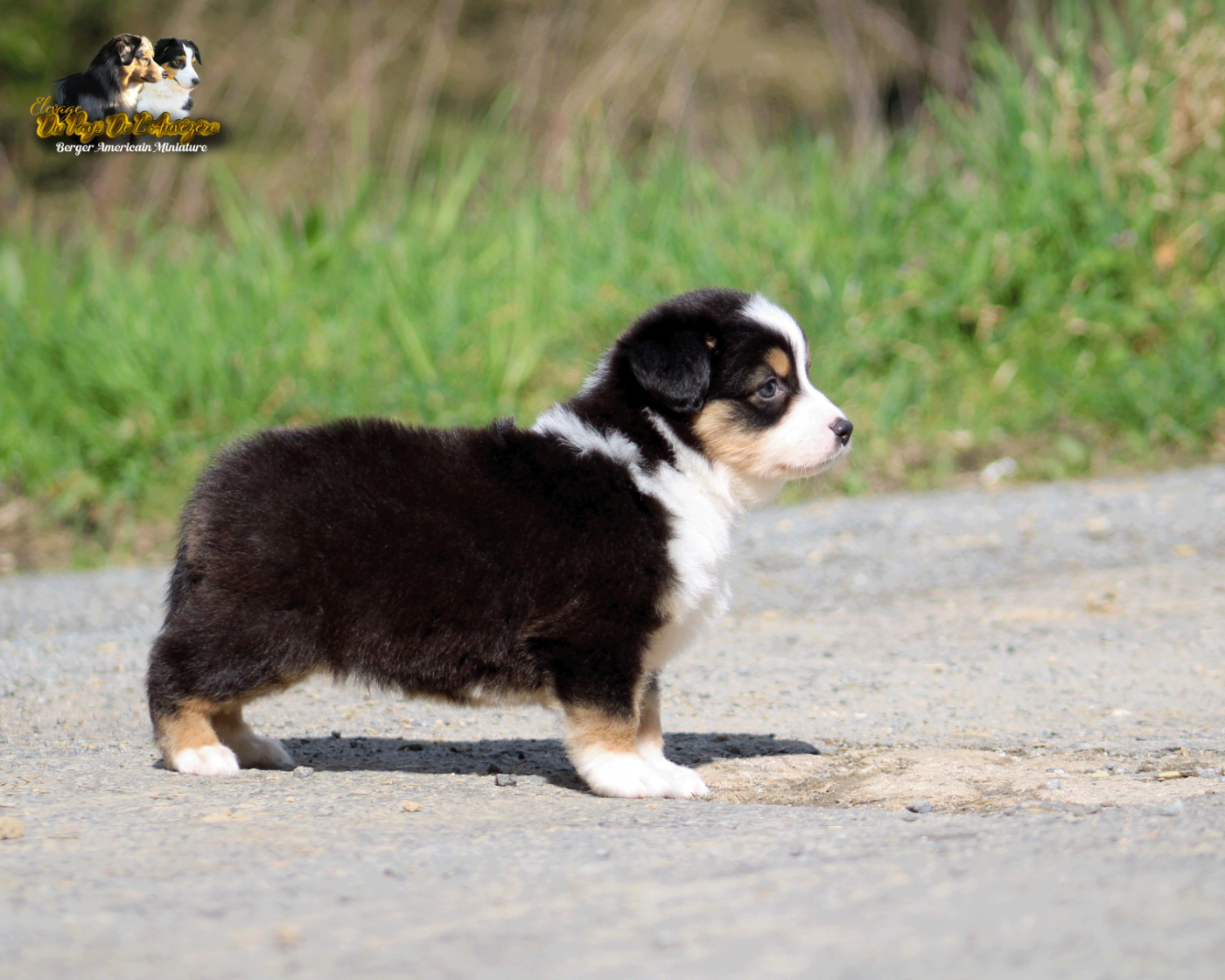 Black Panther Heroe Du Pays De L'Auvézère