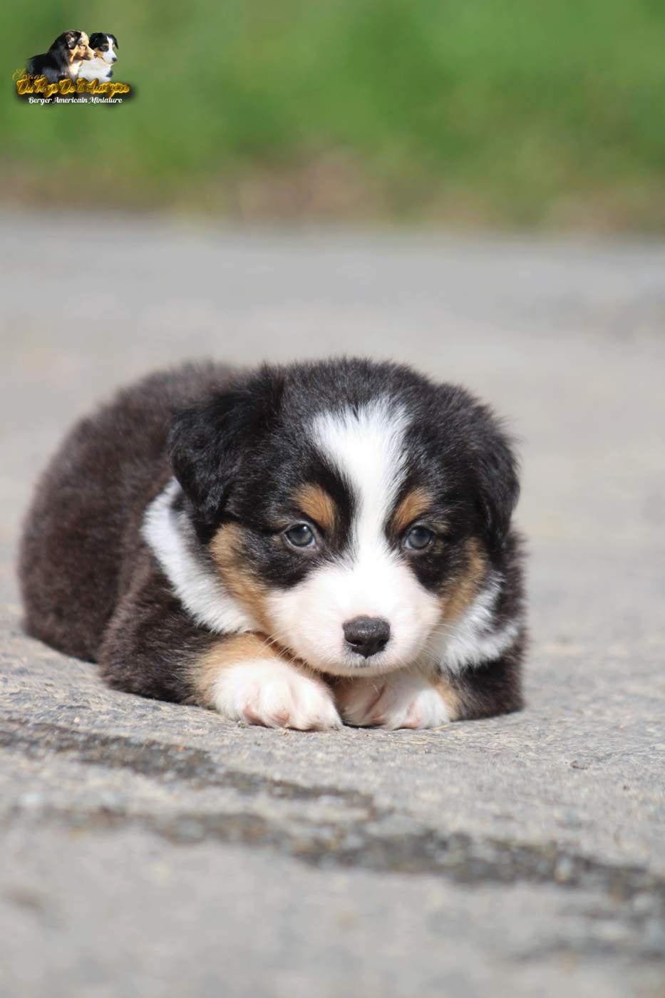 Black Panther Heroe Du Pays De L'Auvézère