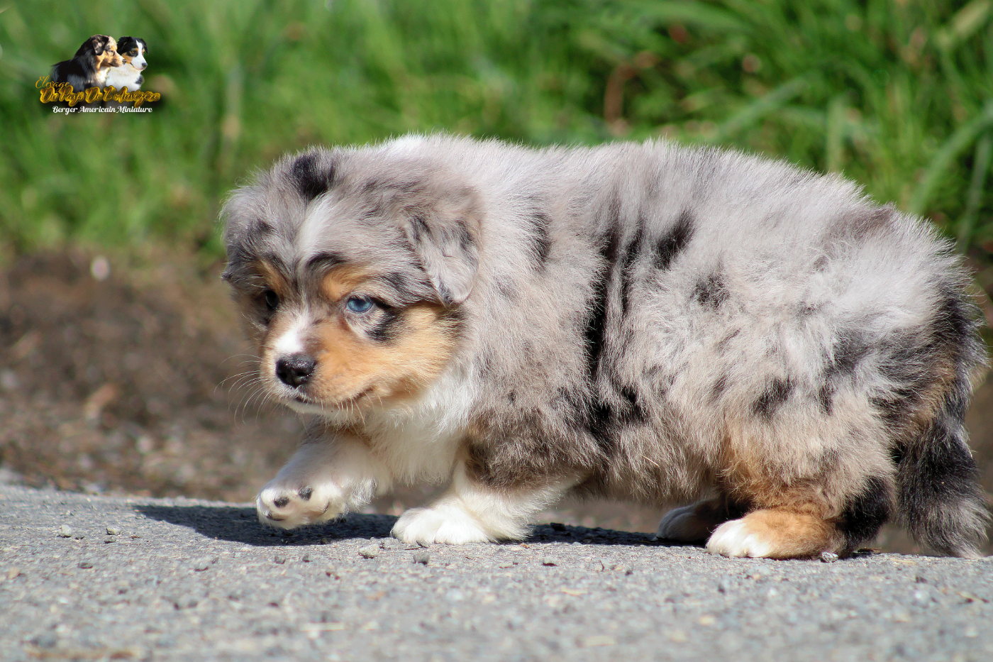 Blue Berlioz Cute Angel Du Pays De L'Auvézère
