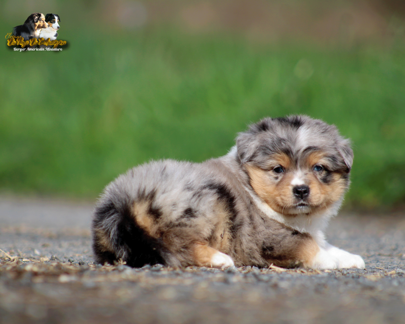 Blue Berlioz Cute Angel Du Pays De L'Auvézère