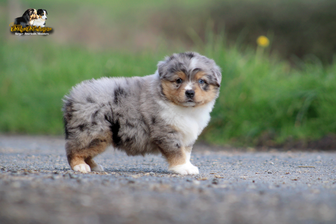 Blue Berlioz Cute Angel Du Pays De L'Auvézère
