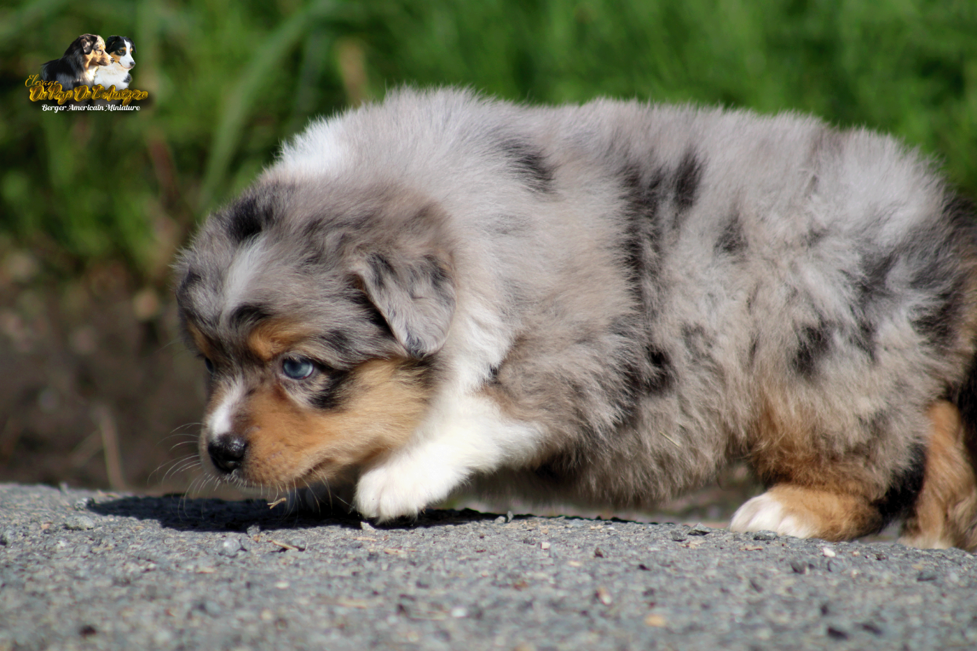 Blue Berlioz Cute Angel Du Pays De L'Auvézère