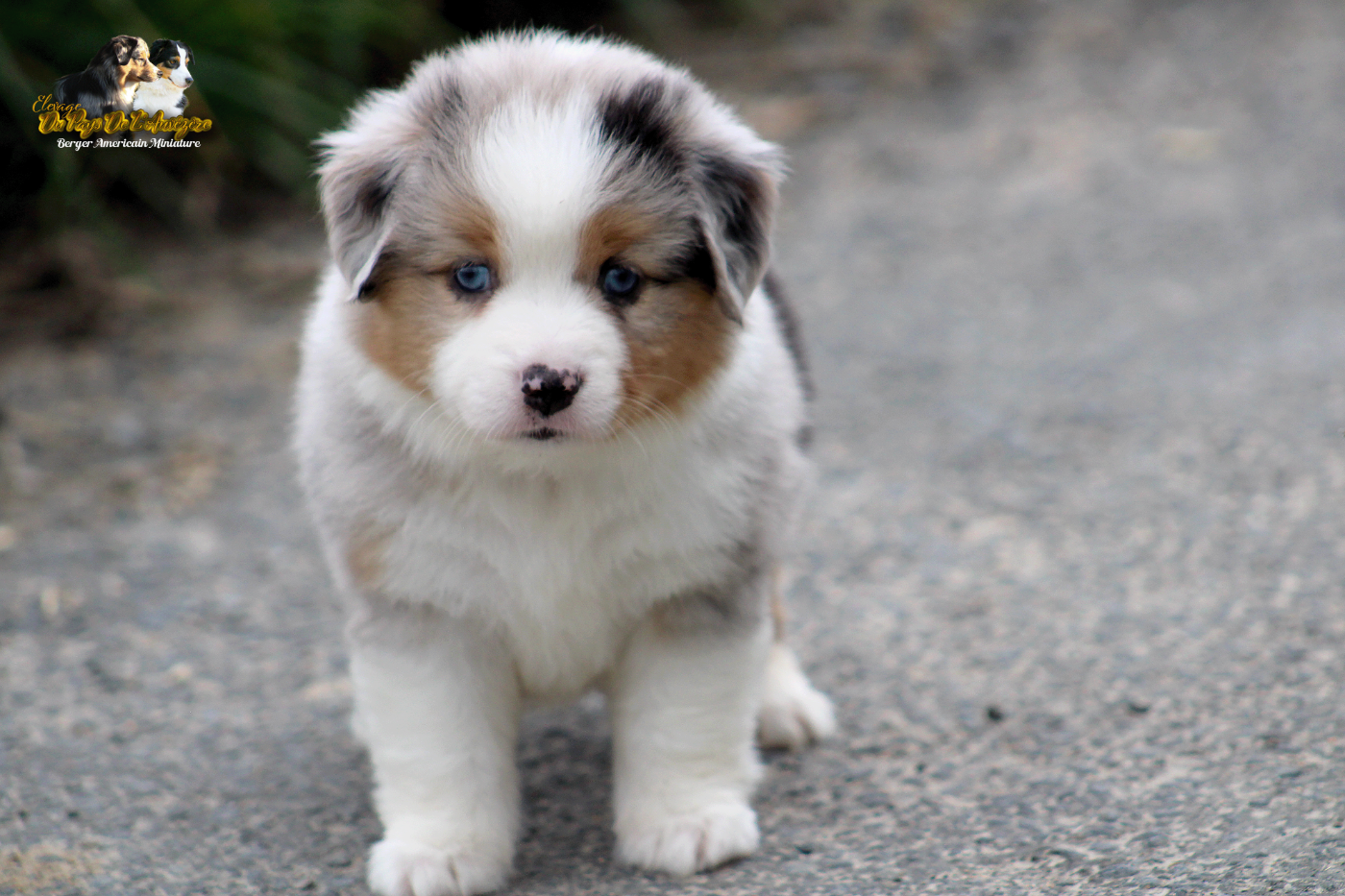 Belladonna Super Girl Du Pays De L'Auvézère