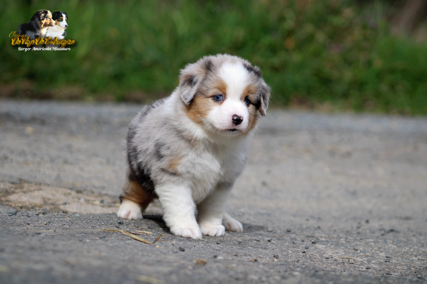 Belladonna Super Girl Du Pays De L'Auvézère