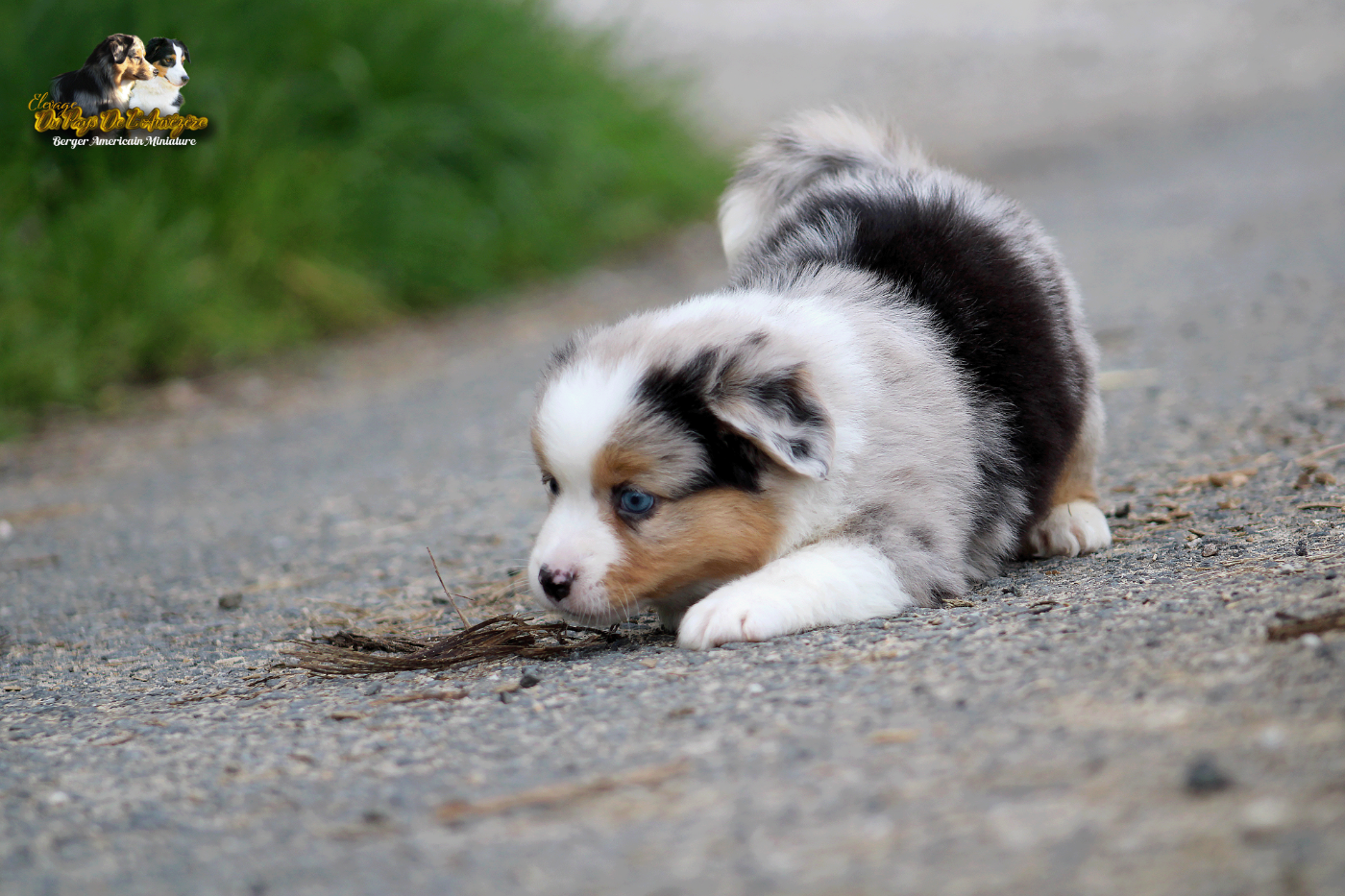 Belladonna Super Girl Du Pays De L'Auvézère