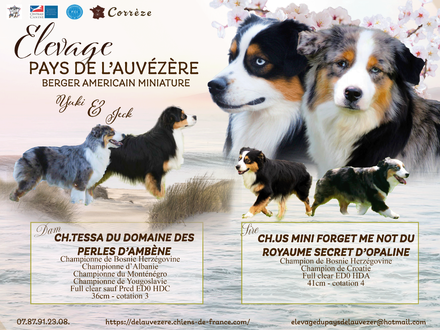 Berger Américain Miniature  - du Pays de l'Auvézère