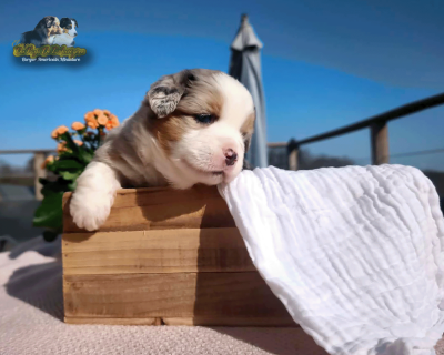 Les chiots de Berger Américain Miniature 