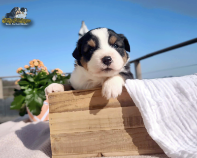 Les chiots de Berger Américain Miniature 