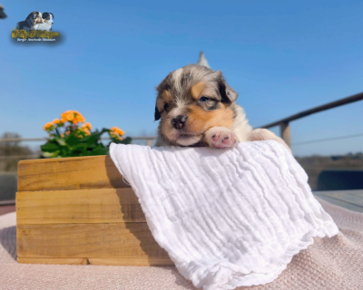 Les chiots de Berger Américain Miniature 