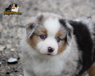 Les chiots de Berger Américain Miniature 