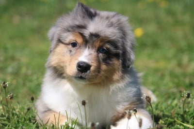 Les chiots de Berger Américain Miniature