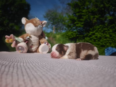 Les chiots de Berger Américain Miniature 