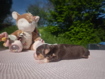 Les chiots de Berger Américain Miniature 