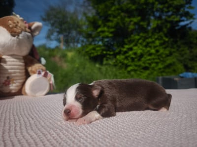Les chiots de Berger Américain Miniature 