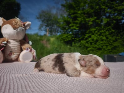 Les chiots de Berger Américain Miniature 