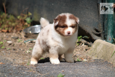 Les chiots de Berger Américain Miniature