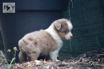 Les chiots de Berger Américain Miniature
