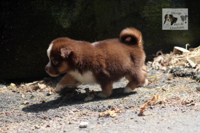 Les chiots de Berger Américain Miniature