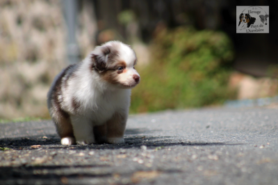 Les chiots de Berger Américain Miniature