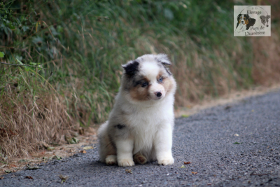 Les chiots de Berger Américain Miniature 