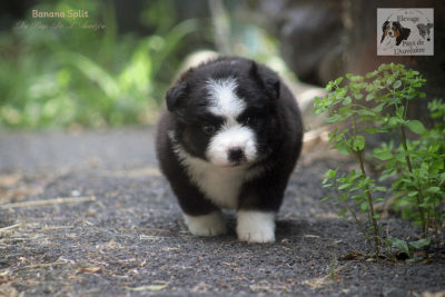 Les chiots de Berger Américain Miniature