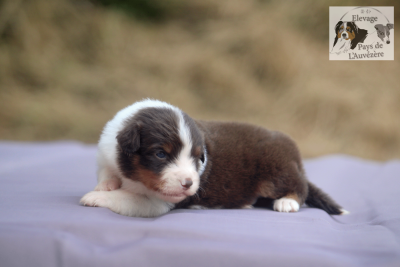 Les chiots de Berger Américain Miniature