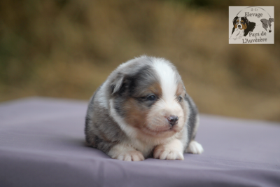 Les chiots de Berger Américain Miniature
