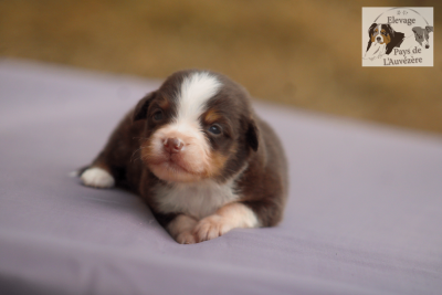 Les chiots de Berger Américain Miniature