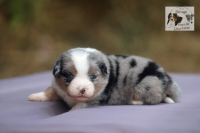 Les chiots de Berger Américain Miniature