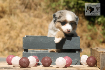 Les chiots de Berger Américain Miniature 