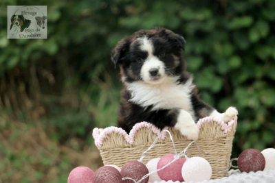 Les chiots de Berger Américain Miniature 